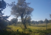 Finca rústica en venda a Alhaurín el Grande ref.: TR29832 foto