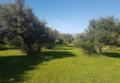 Finca rústica en venda a Alhaurín de la Torre ref.: TR29791 foto