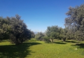 Finca rústica en venda a Alhaurín de la Torre ref.: TR29791 foto