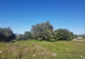 Finca rústica en venda a Alhaurín de la Torre ref.: TR29791 foto