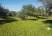 Finca rústica en venda a Alhaurín de la Torre ref.: TR29791 foto