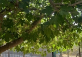 Finca rústica en venda a Álora ref.: TR277049 foto