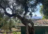 Finca rústica en venda a Álora ref.: TR277049 foto