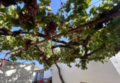 Finca rústica en venda a Álora ref.: TR277049 foto