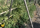 Finca rústica en venda a Álora ref.: TR277049 foto