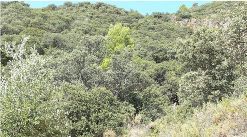 Córdoba - Priego de Córdoba - 2250000m2