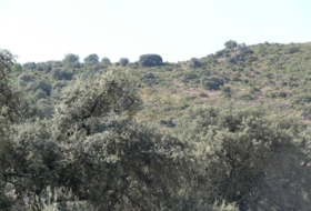Priego de Córdoba 2250000&nbsp;m² 