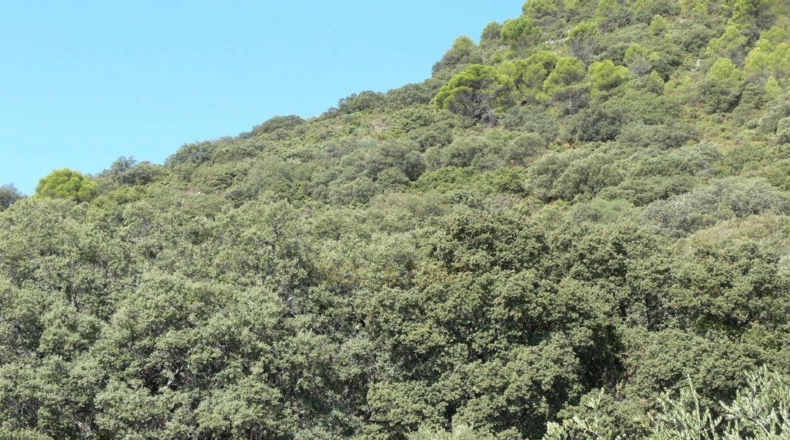 Córdoba - Priego de Córdoba - 2250000m2