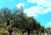 Finca rústica en venda a Alhaurín de la Torre ref.: TR261522 foto