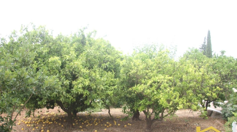 Córdoba - Palma del Río - 1656m2