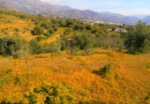Finca rústica en venta en Órgiva ref: TR15962 foto