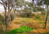 Chalet independiente con terreno en venta en Órgiva ref: TR27858 foto