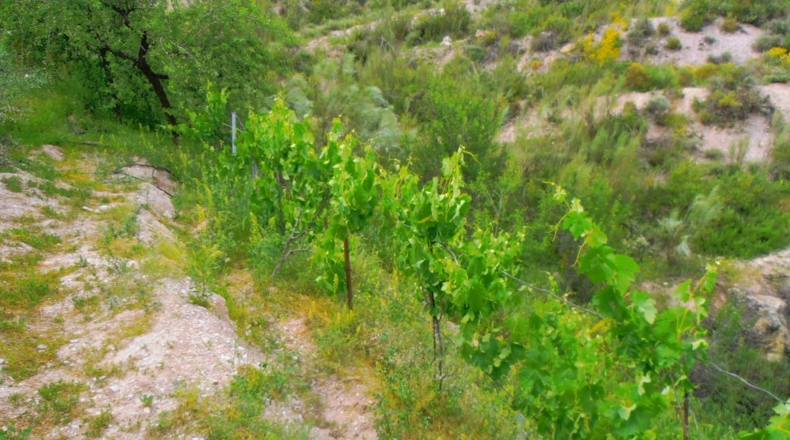 Granada - Órgiva - 20000m2