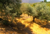 Finca rústica en venta en Órgiva ref: TR188380 foto