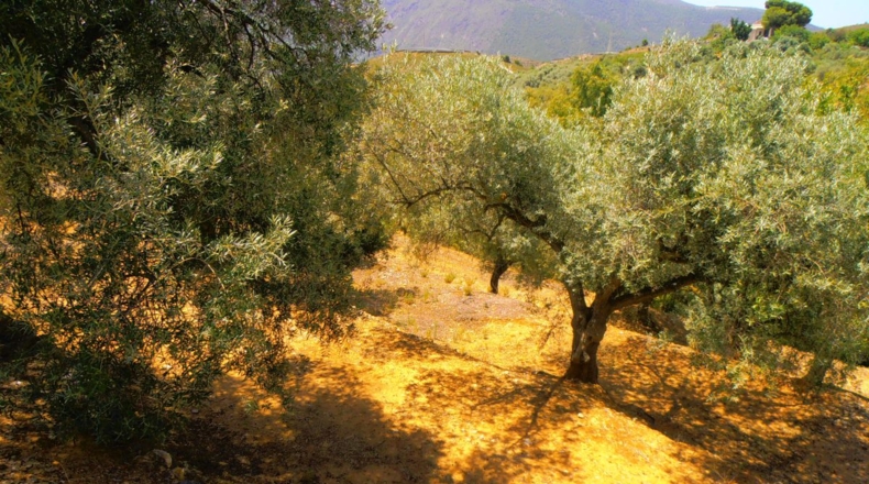 Granada - Órgiva - 5000m2