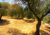 Finca rústica en venta en Órgiva ref: TR188380 foto
