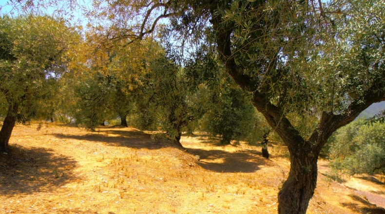 Granada - Órgiva - 5000m2