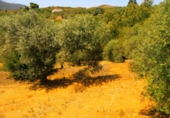 Finca rústica en venta en Órgiva ref: TR188380 foto