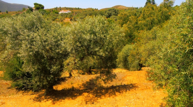 Granada - Órgiva - 5000m2