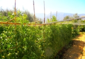 Chalet independiente con terreno en venta en Órgiva ref: TR14827 foto