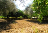 Chalet independiente con terreno en venta en Órgiva ref: TR14827 foto