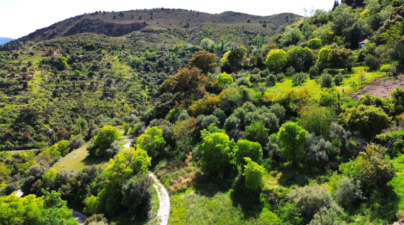 Granada - Carataunas - 30700m2