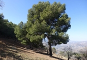 Finca rústica en venta en Órgiva ref: TR31214 foto