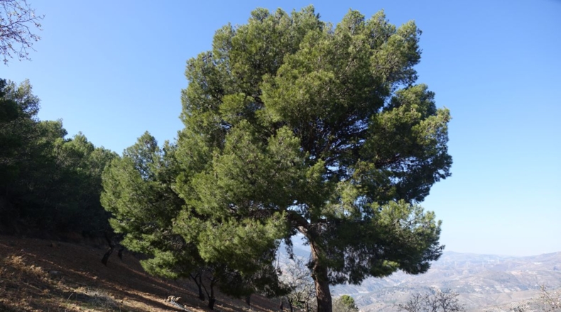 Granada - Los Tablones - 130000m2
