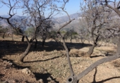 Finca rústica en venta en Órgiva ref: TR31214 foto