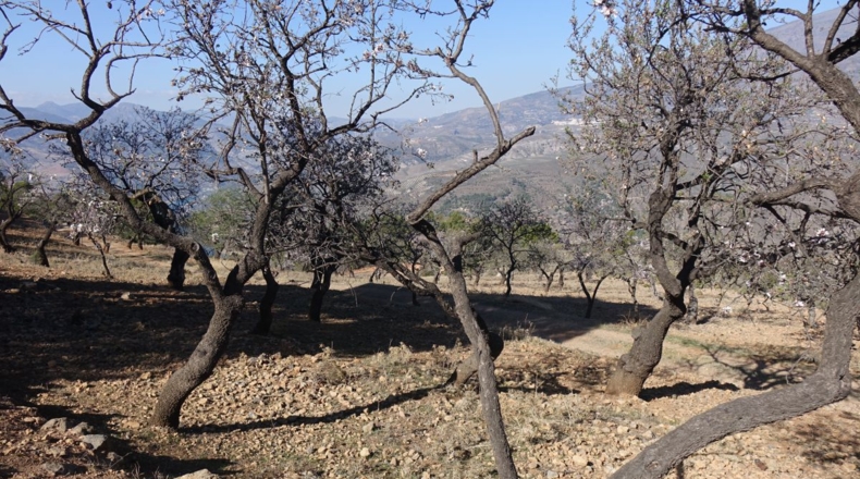 Granada - Los Tablones - 130000m2