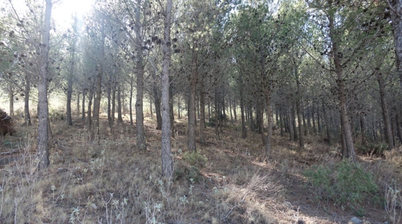 Granada - Los Tablones - 130000m2
