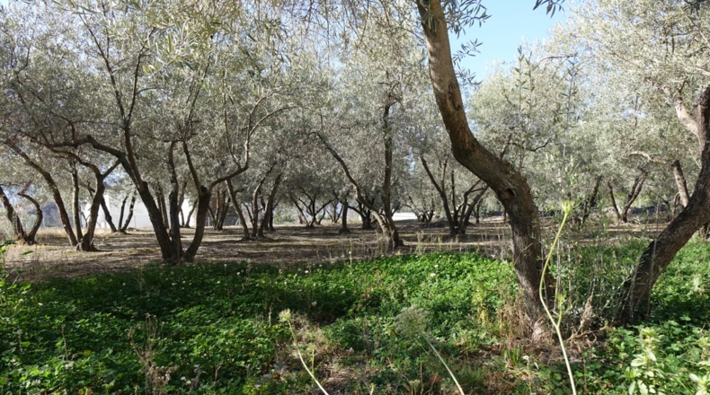 Granada - Los Tablones - 2500m2