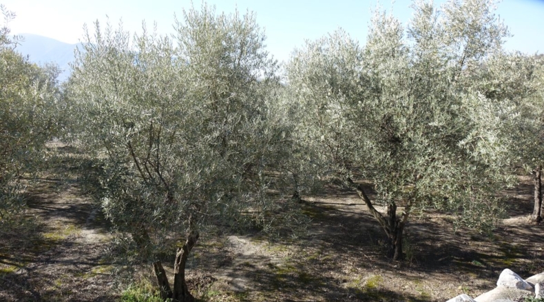 Granada - Los Tablones - 2500m2