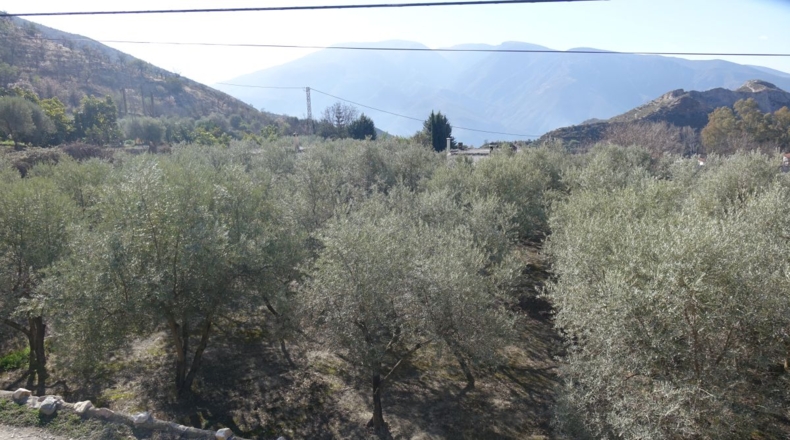 Granada - Los Tablones - 2500m2