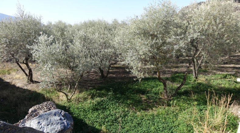 Granada - Los Tablones - 2500m2