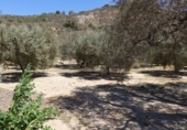 Chalet independiente con terreno en venta en Órgiva ref: TR48509 foto