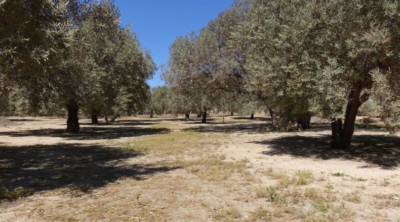 Granada - Los Tablones - 3250m2