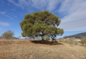 Finca rústica en venta en Lanjarón ref: TR62590 foto