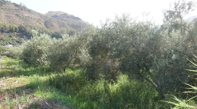 Granada - Órgiva - 2143m2