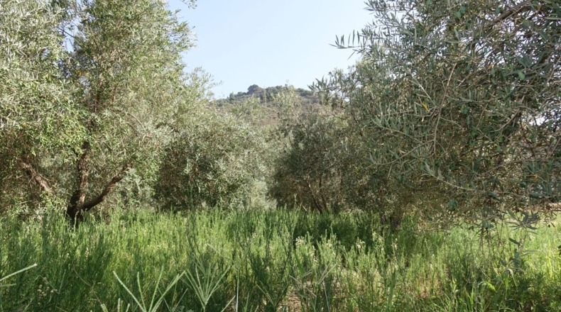 Granada - Órgiva - 2143m2