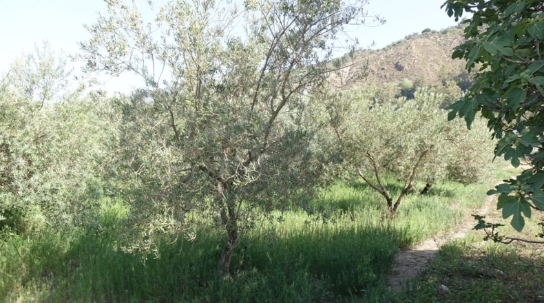 Granada - Órgiva - 2143m2