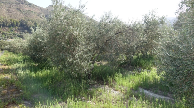Granada - Órgiva - 2143m2