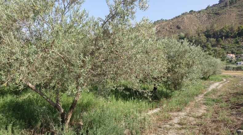Granada - Órgiva - 2143m2
