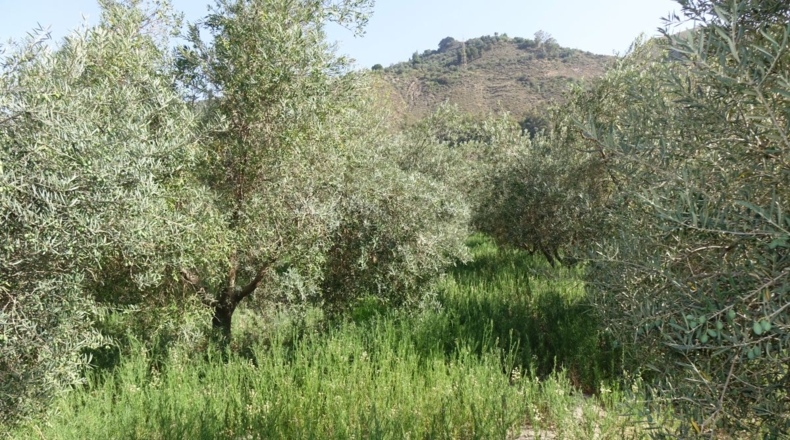 Granada - Órgiva - 2143m2