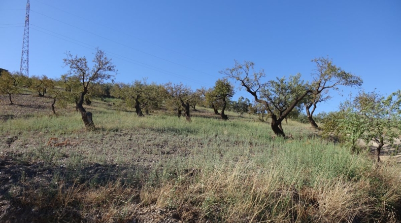 Granada - Torvizcón - 52381m2