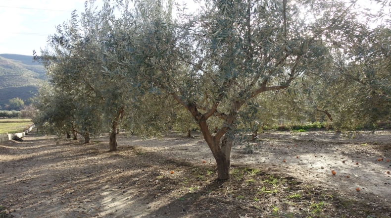 Granada - Órgiva - 2954m2