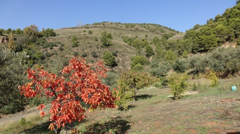 Granada - Órgiva - 48319m2