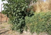 Finca rústica en venta en Capilerilla ref: TR209516 foto