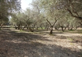 Finca rústica en venta en Órgiva ref: TR278031 foto