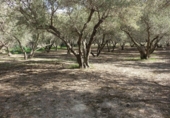 Finca rústica en venta en Órgiva ref: TR278031 foto